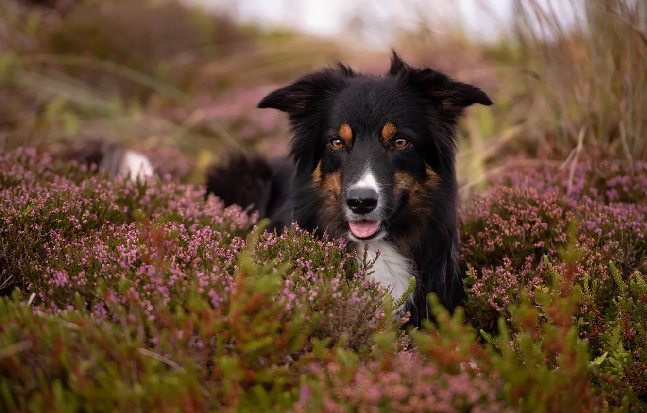 Photo wallpaper look, flowers, black, dog, Heather