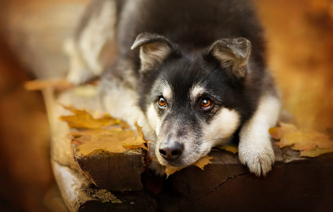 Photo wallpaper look, each, dog