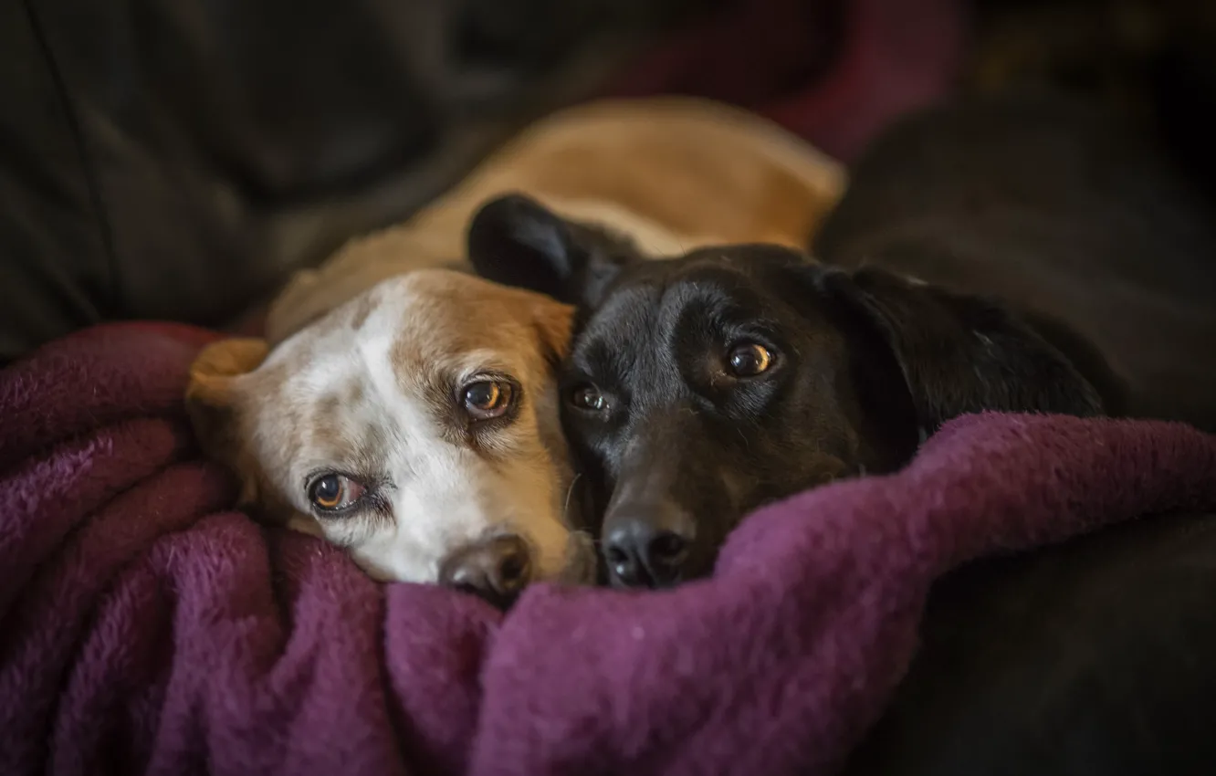 Photo wallpaper dogs, comfort, house, friends