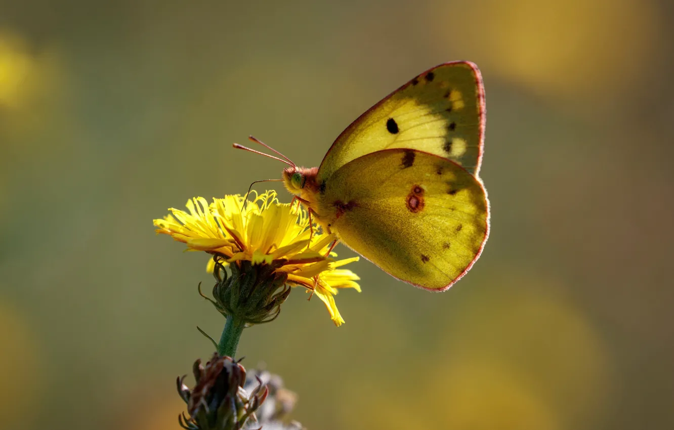 Photo wallpaper flowers, butterfly, bokeh