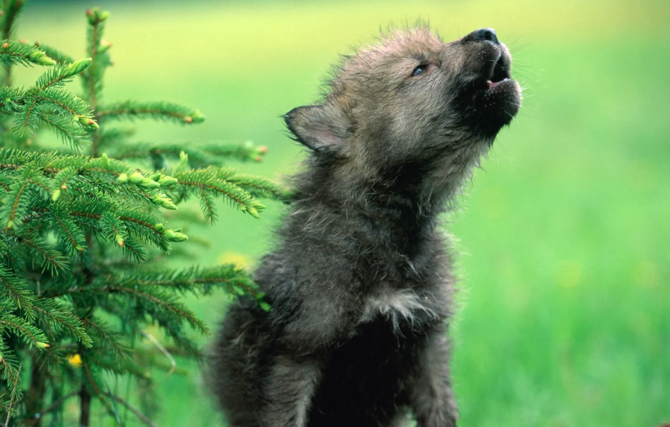 Photo wallpaper wolf, puppy, cub, the cub