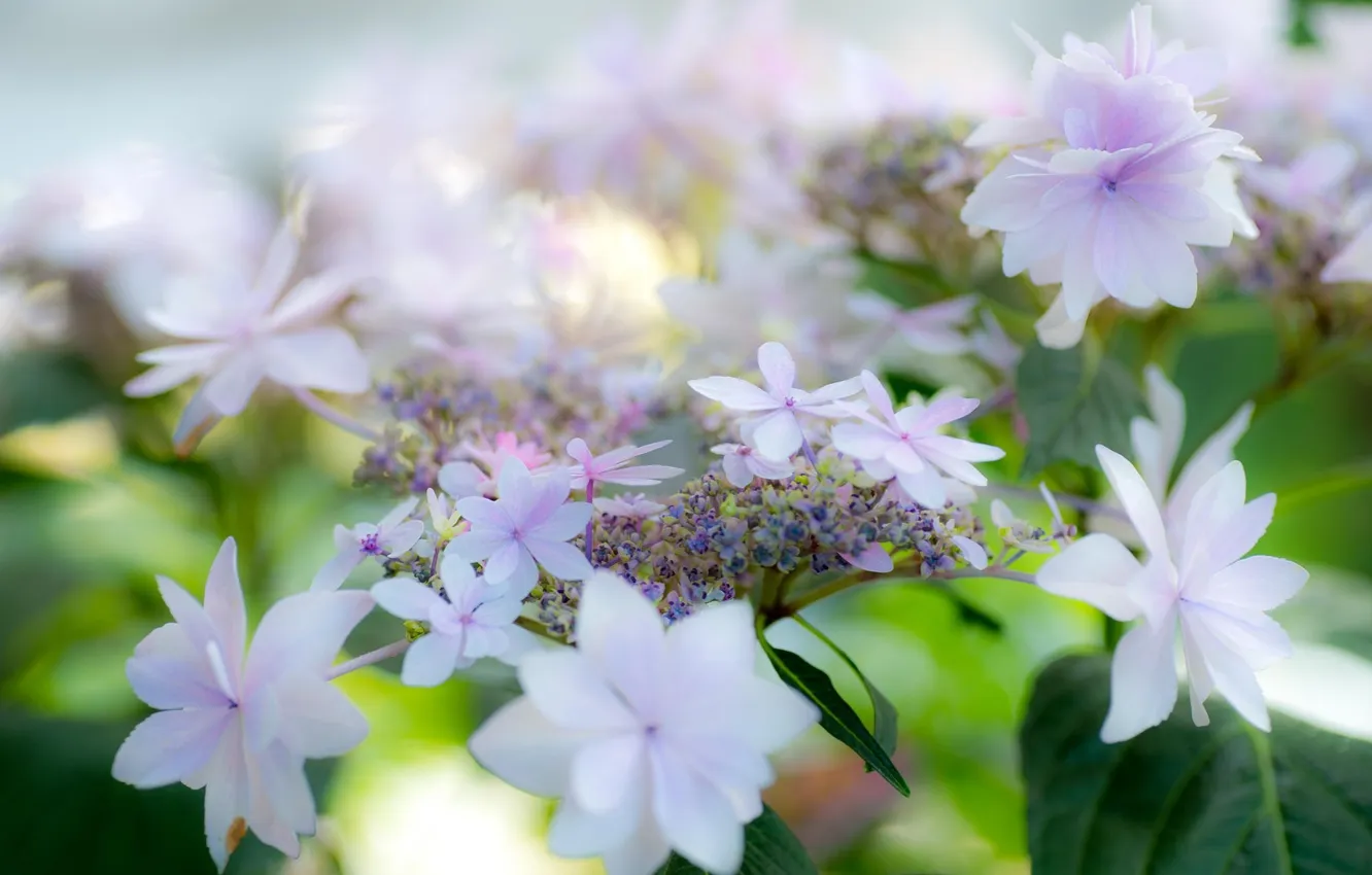 Photo wallpaper summer, flowers, white, hydrangea