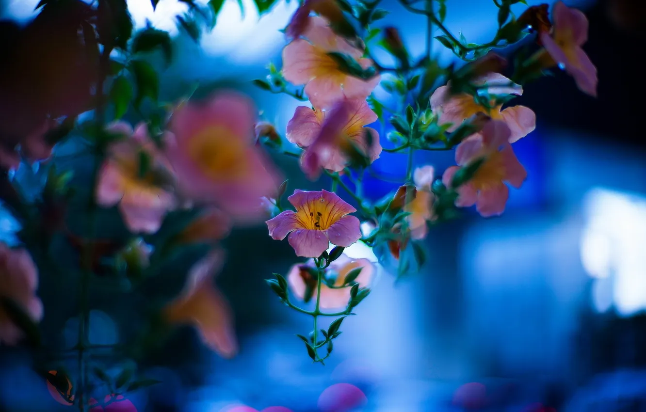 Photo wallpaper macro, flowers, nature