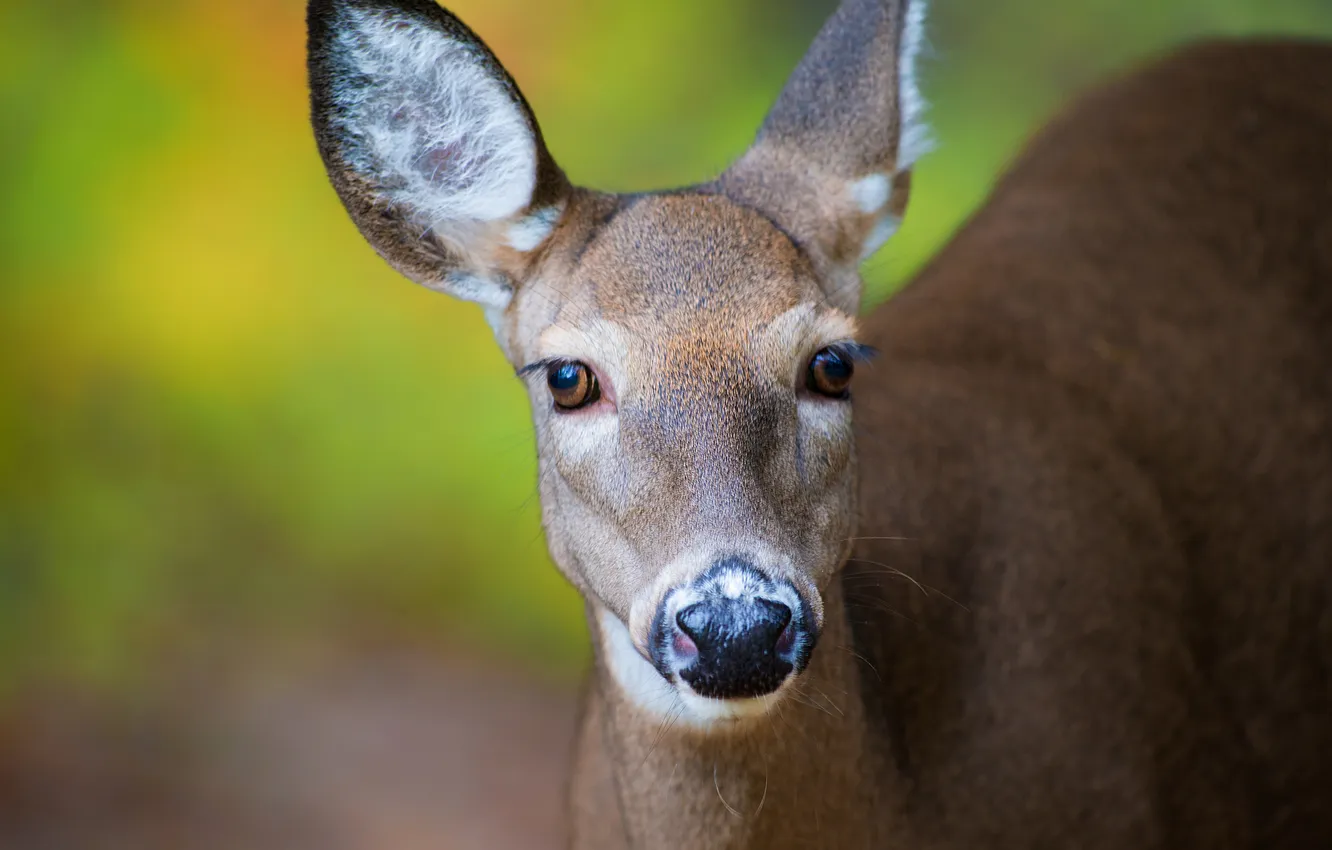 Photo wallpaper look, portrait, muzzle, ears, DOE