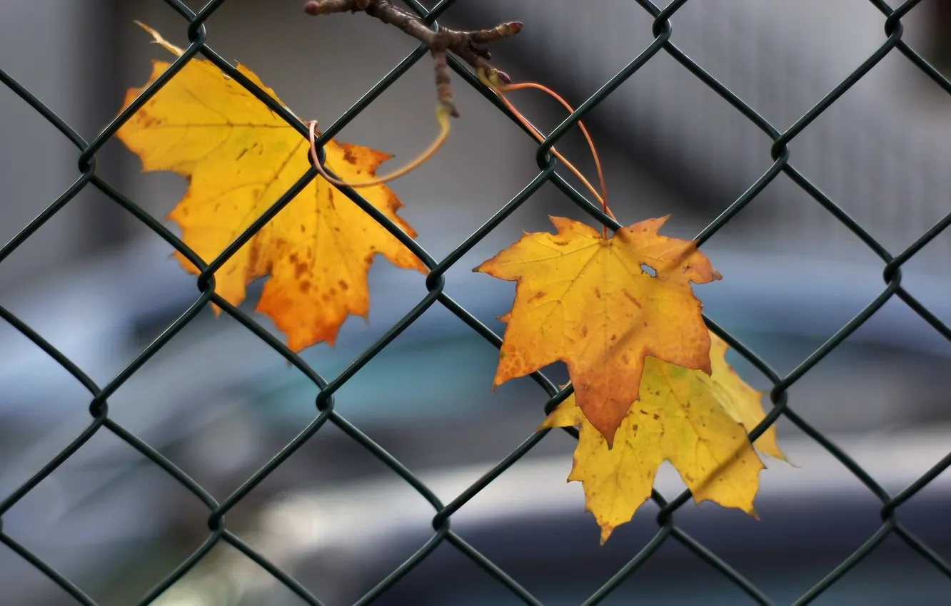 Photo wallpaper autumn, leaves, the fence