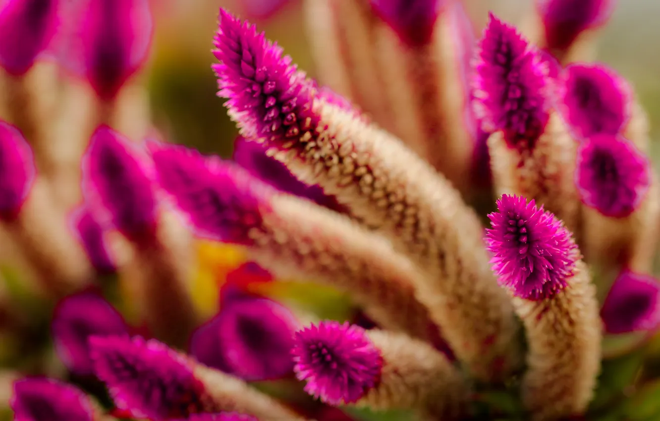 Photo wallpaper flowers, plant, bokeh