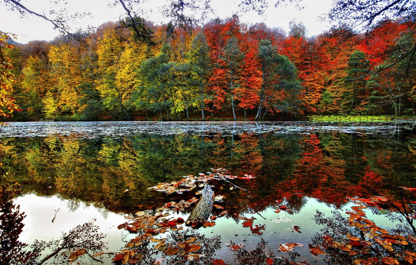 Photo wallpaper autumn, trees, river, Red and Yellow