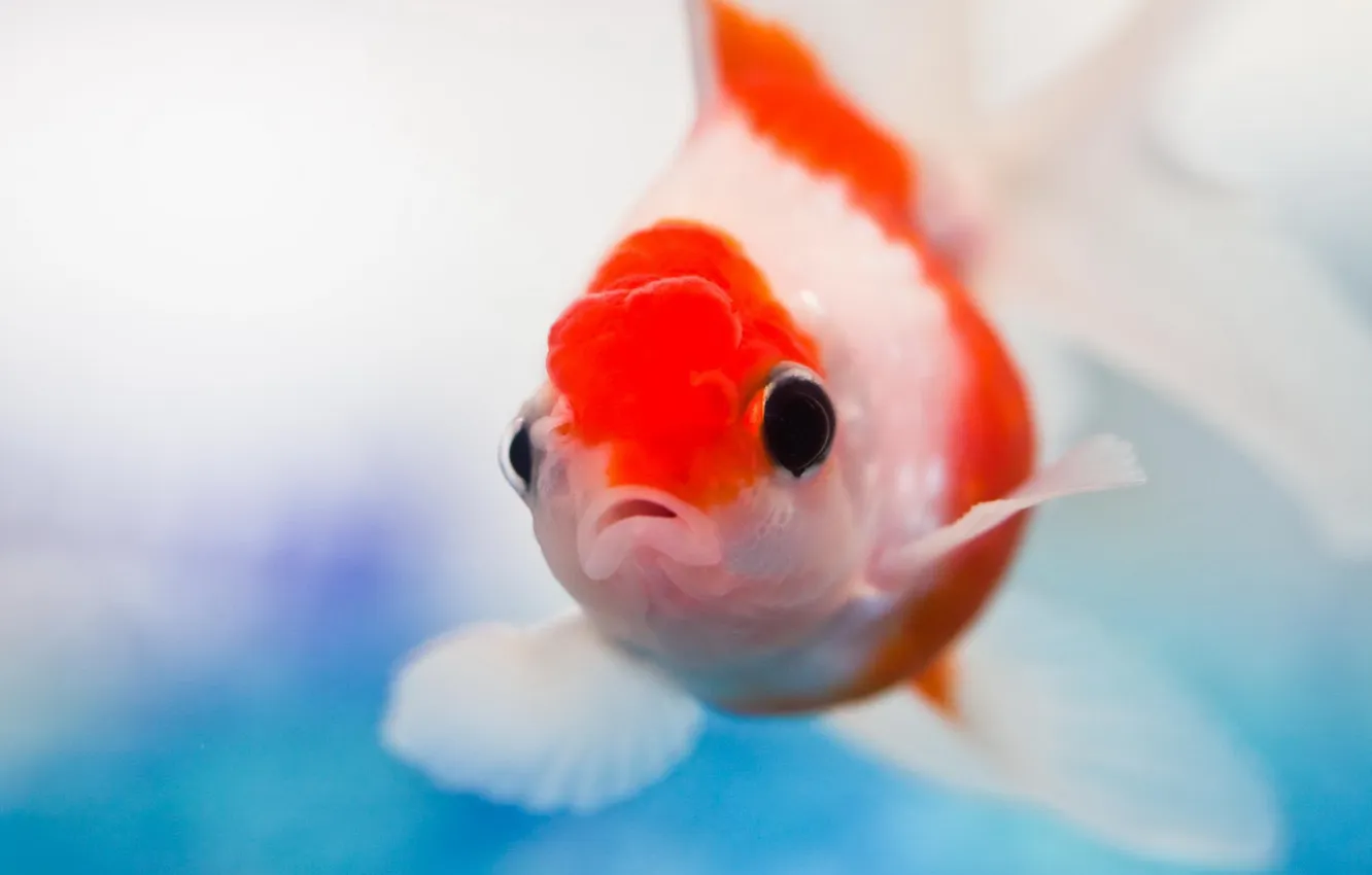 Photo wallpaper fish, desire, aquarium