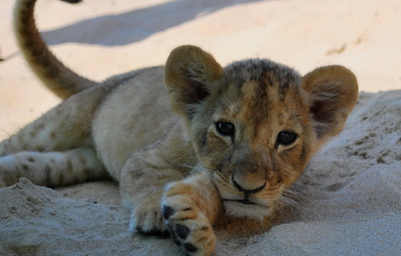 Photo wallpaper sand, face, tiger