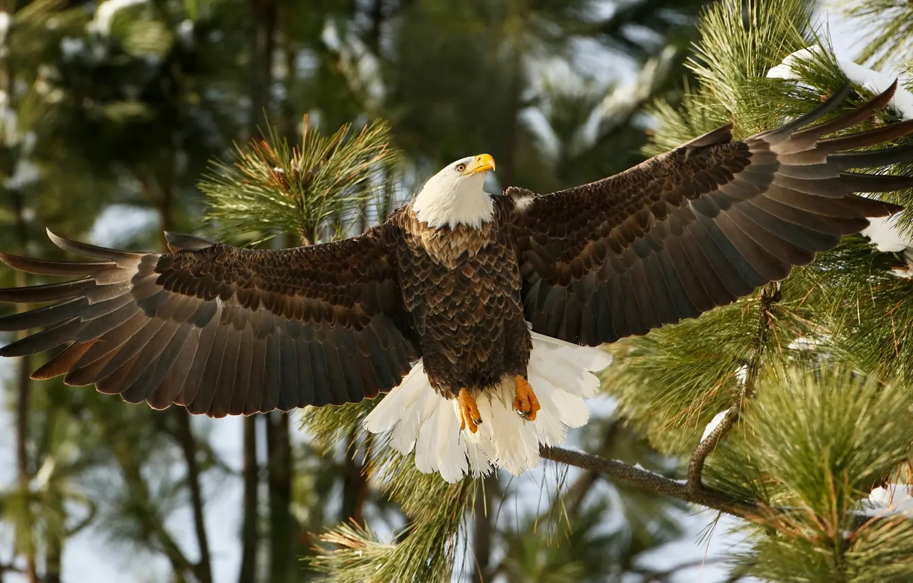 Photo wallpaper branches, bird, wings, hawk, bald eagle