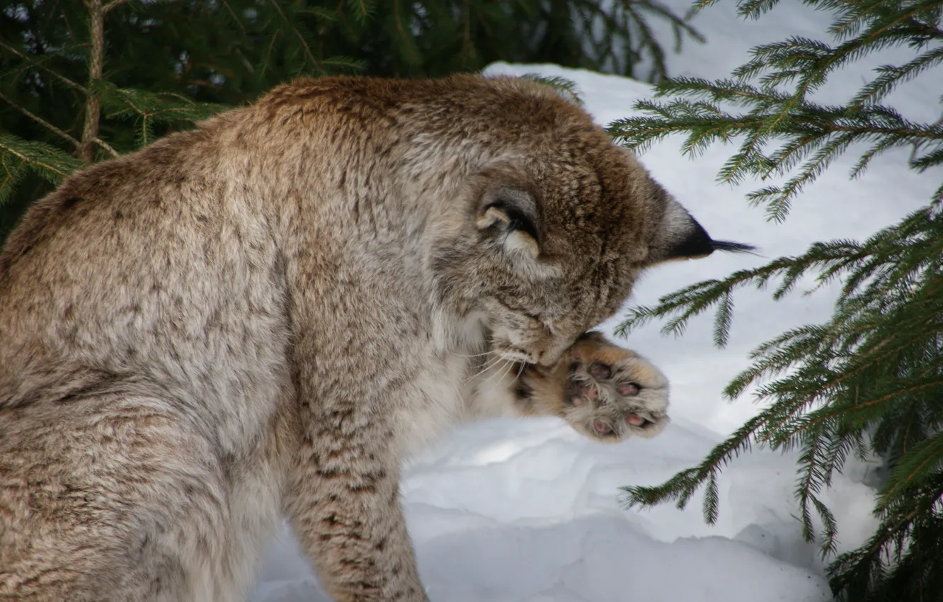 Photo wallpaper snow, branch, Germany, washing, Eurasian, or common lynx (Lynx Lynx), bringing myself up, personal care