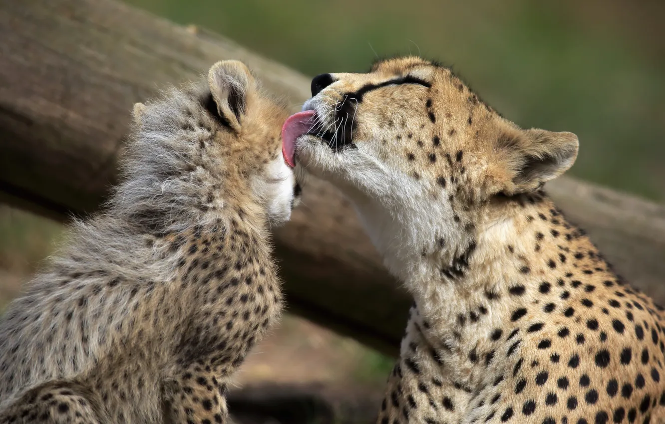 Photo wallpaper leopard, Cub, feline