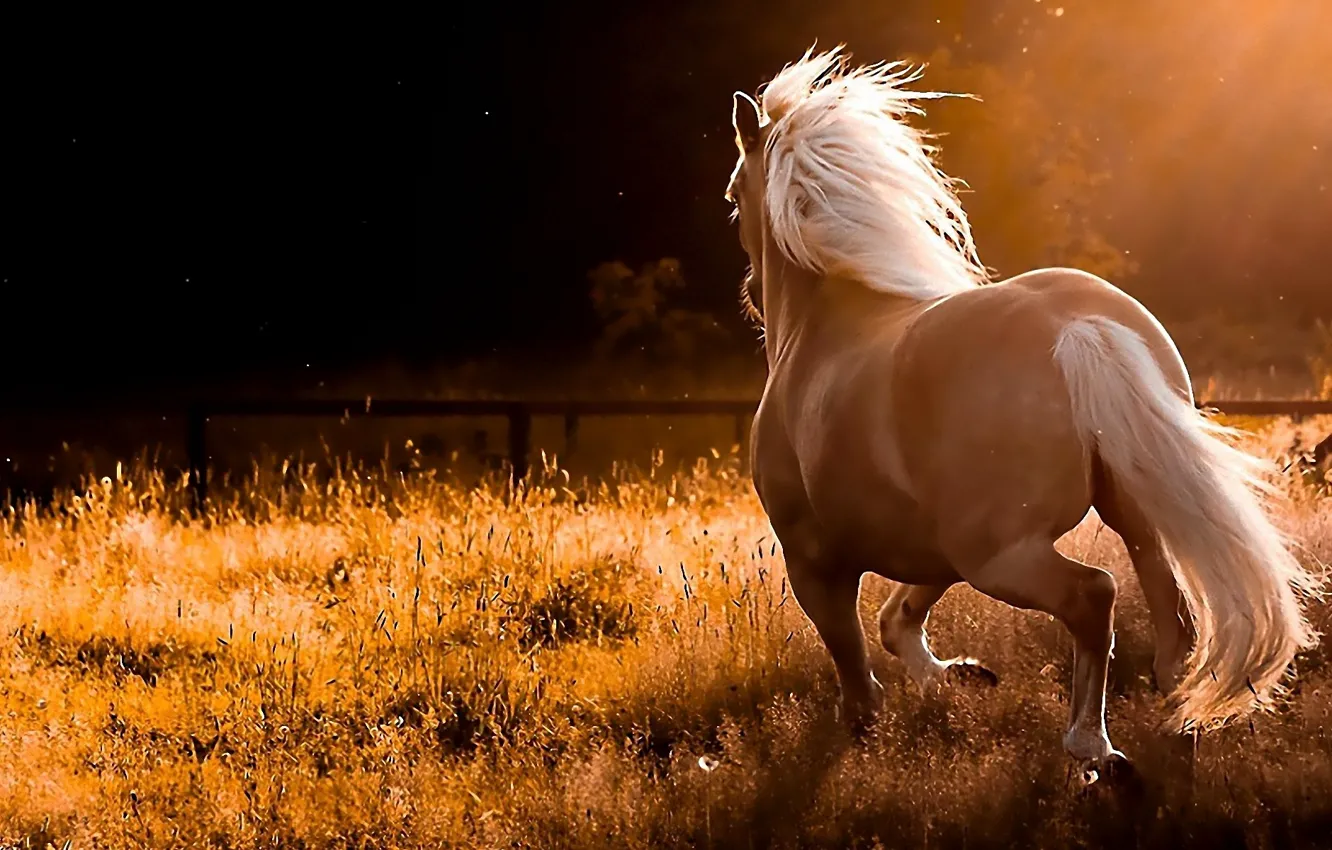 Photo wallpaper horse, nature, sports