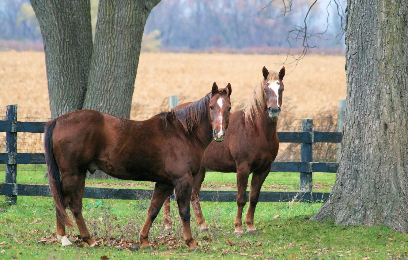 Photo wallpaper field, autumn, look, face, trees, branches, horse, horse