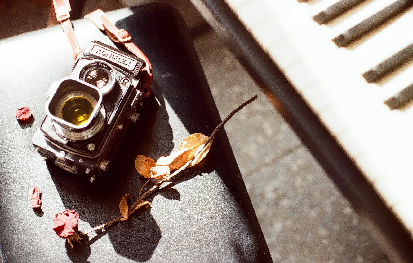 Photo wallpaper camera, leaves, plan, lens, sunlight, branch, Koniflex
