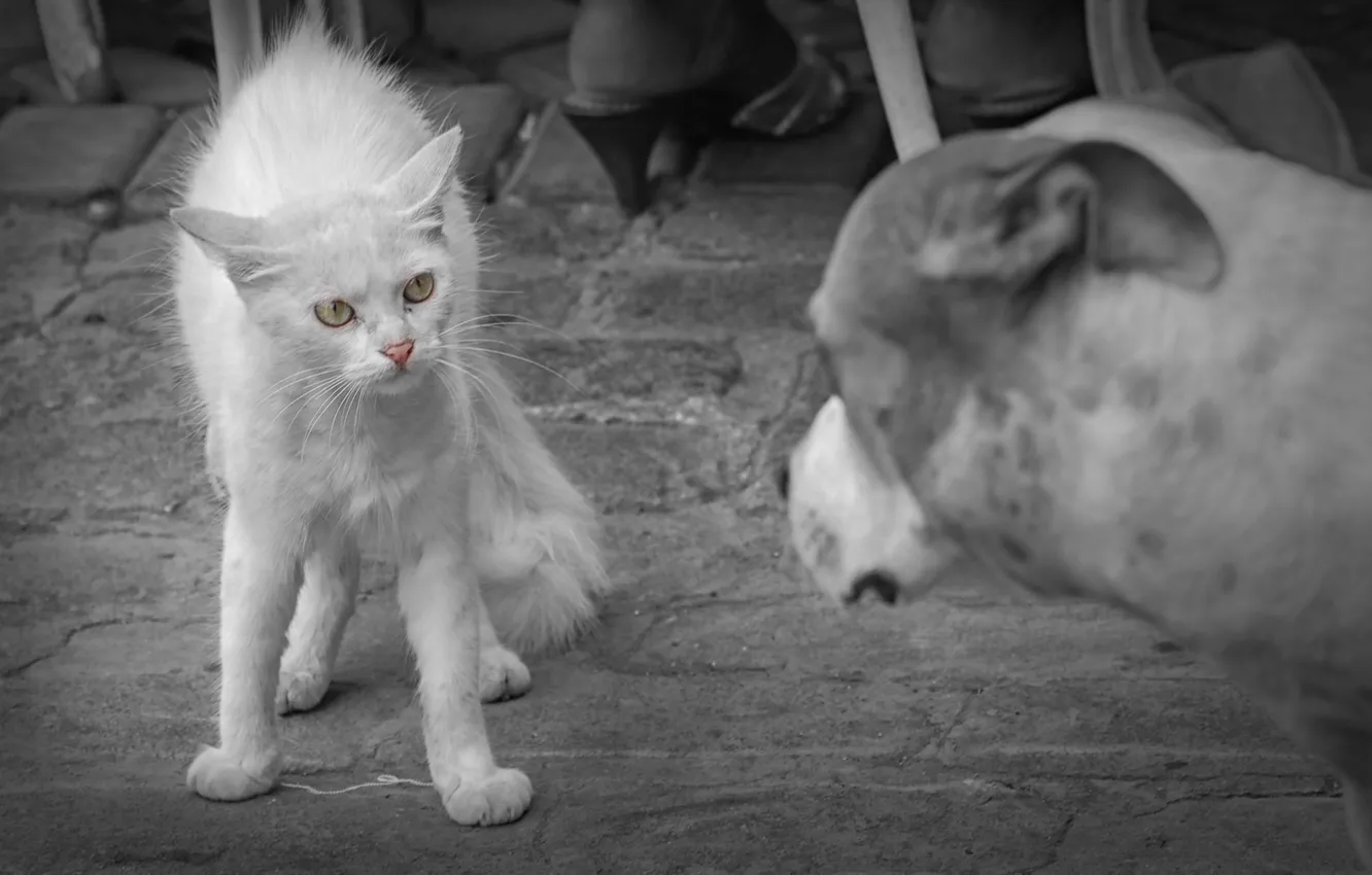 Photo wallpaper cat, meeting, the situation, dog, kitty
