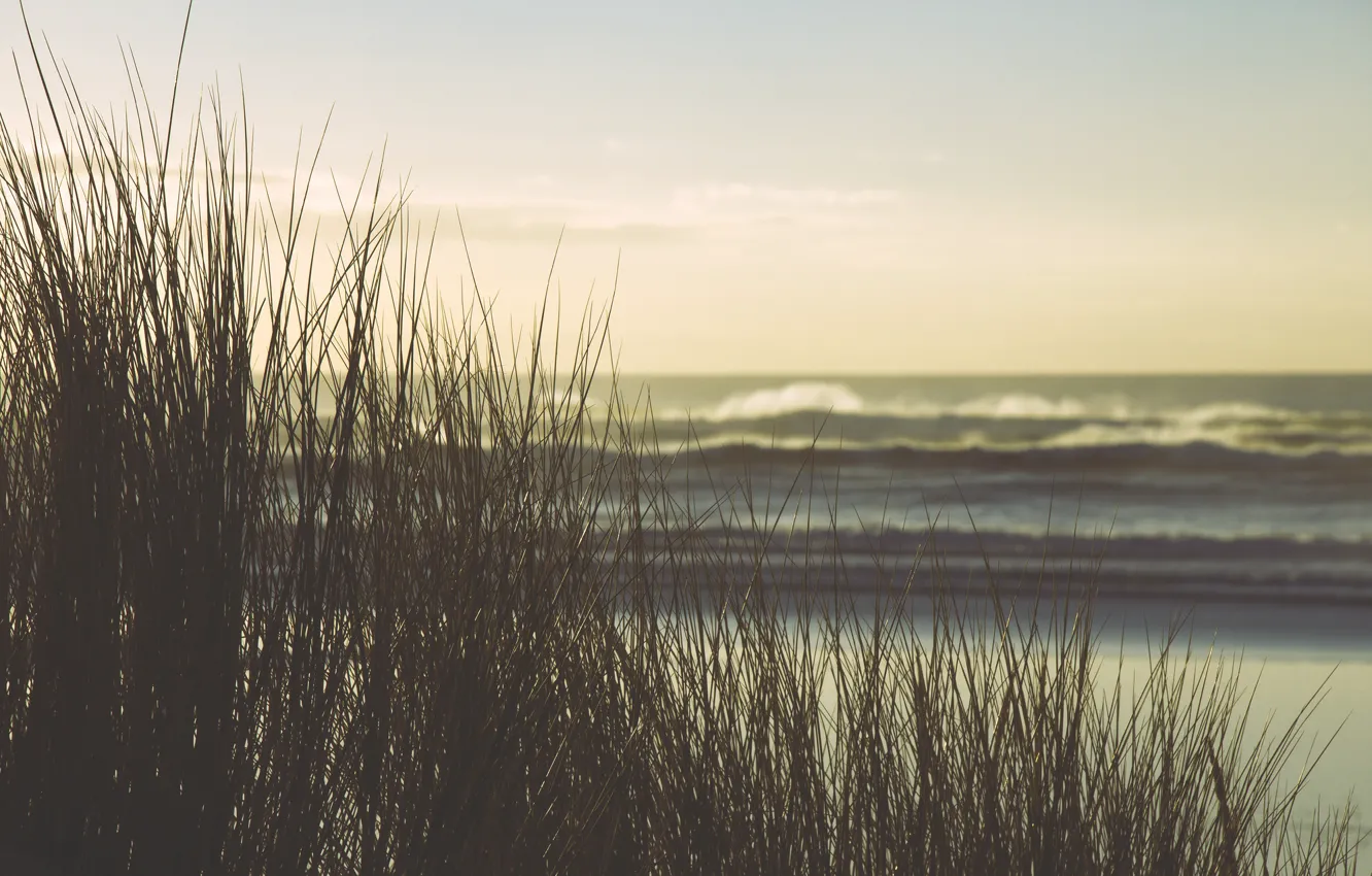Photo wallpaper sea, wave, beach, Bush, horizon