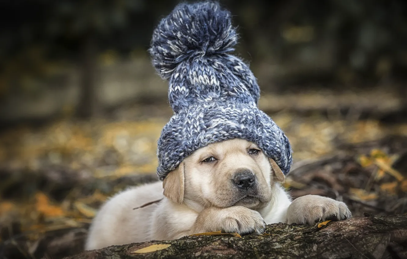 Photo wallpaper hat, dog, puppy, Labrador Retriever