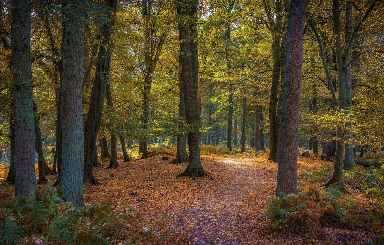 Photo wallpaper autumn, forest, light, trees, nature, Park, branch, foliage