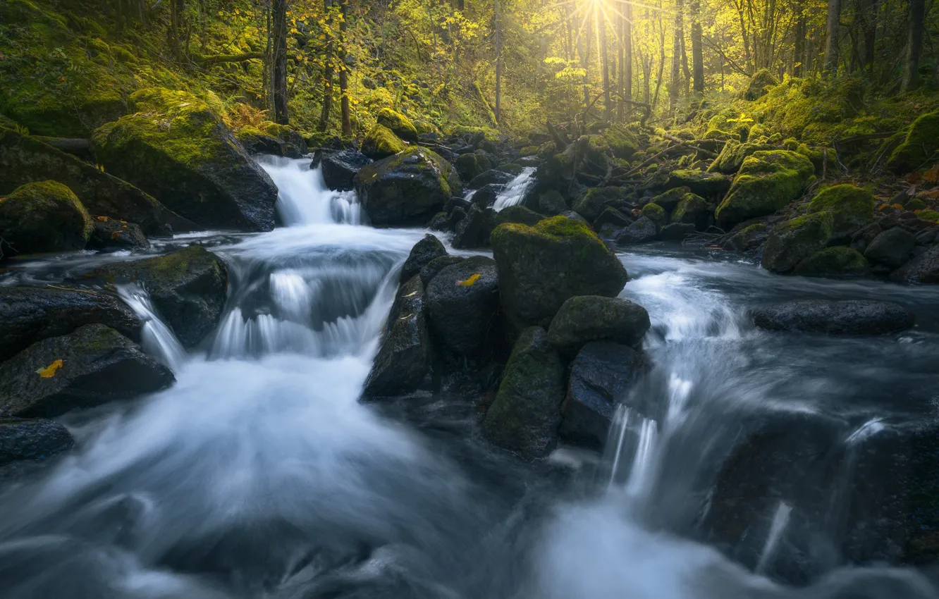 Photo wallpaper forest, river, stones, Norway, cascade, Norway, Lier