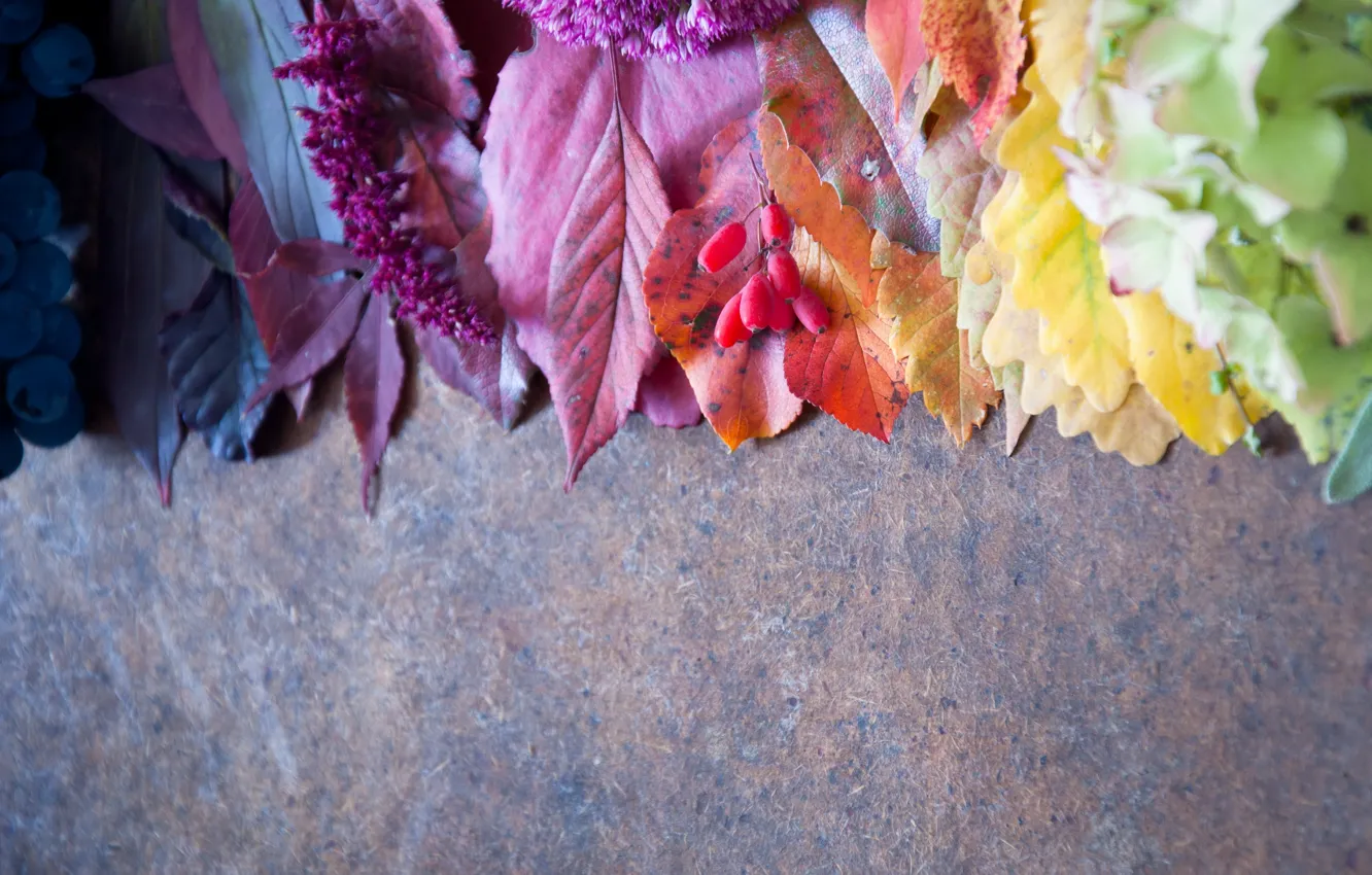Photo wallpaper autumn, berries, leaves