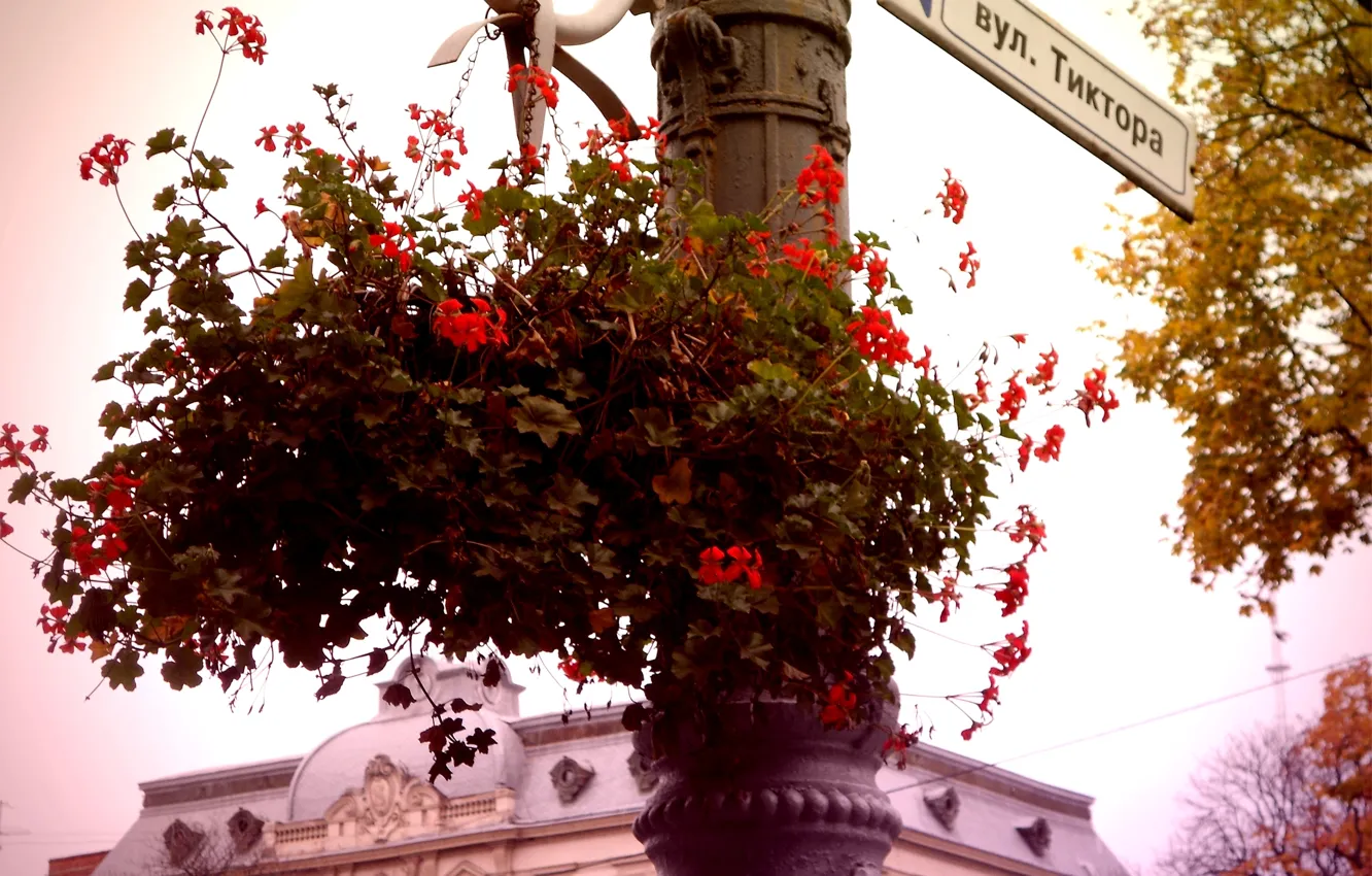 Photo wallpaper flowers, Leo, index
