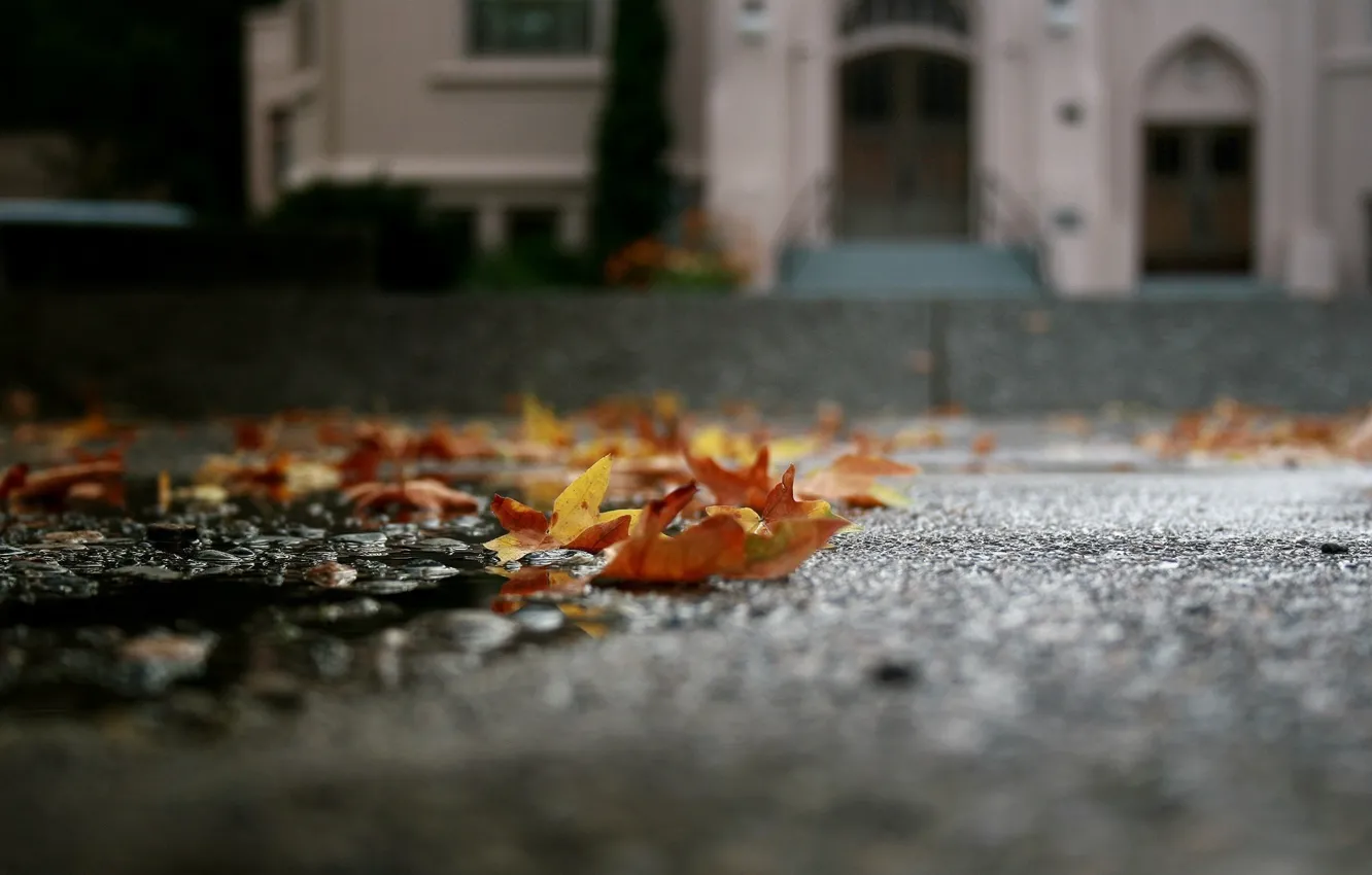 Photo wallpaper autumn, asphalt, leaves, macro, puddle, fallen