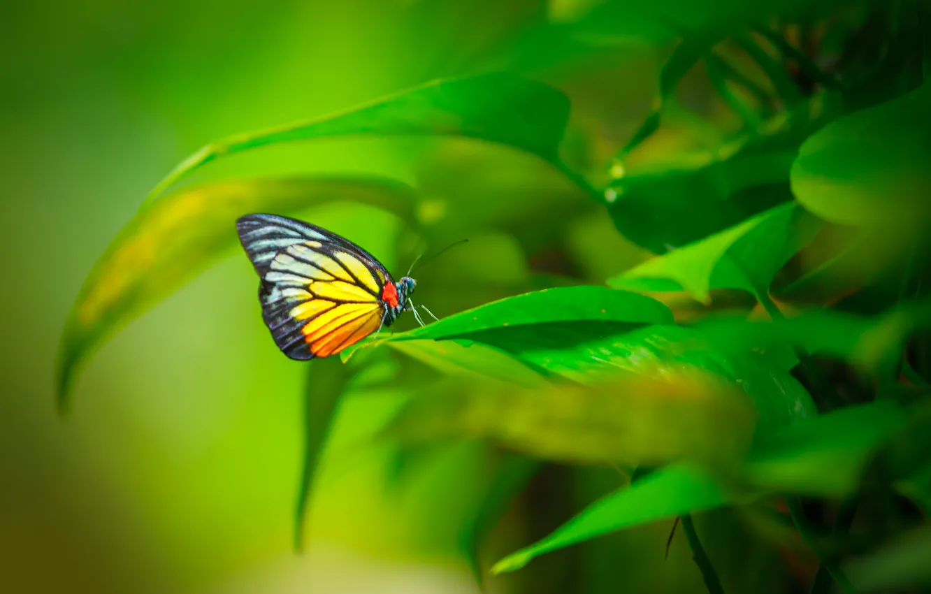 Photo wallpaper leaves, pattern, butterfly, plant, wings, insect