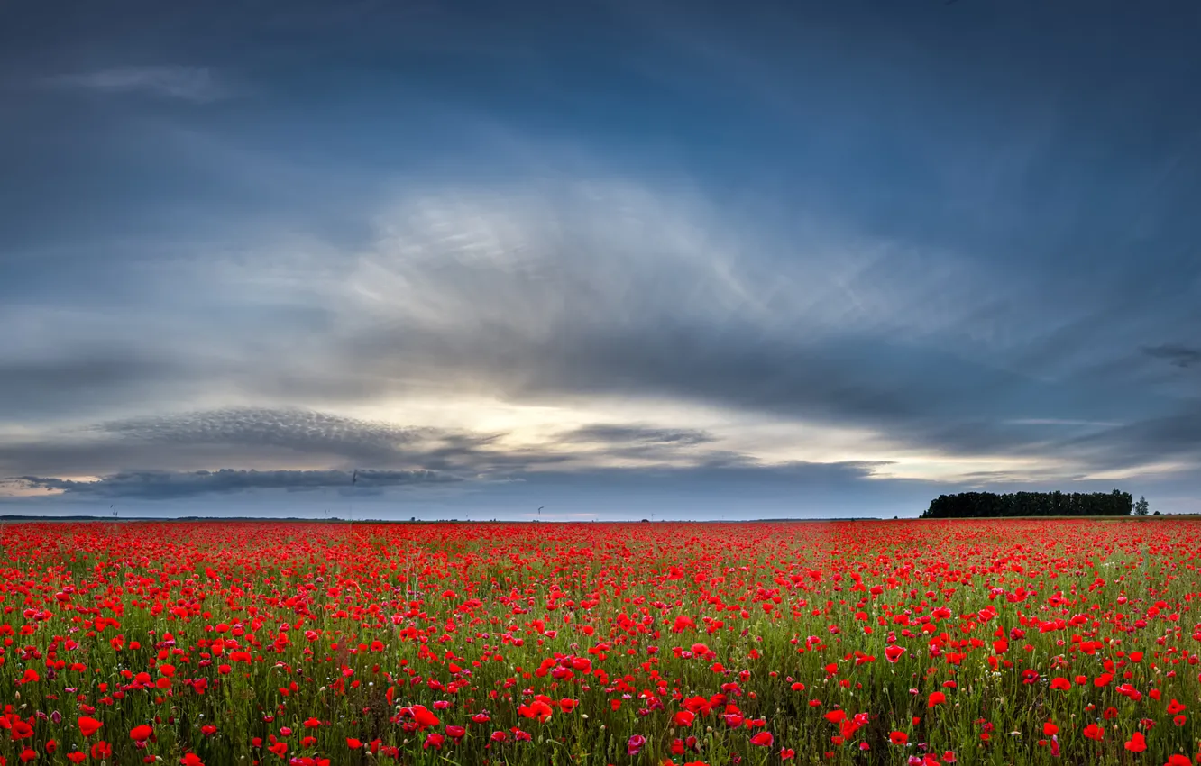 Photo wallpaper the sky, clouds, flowers, Maki, poppy field