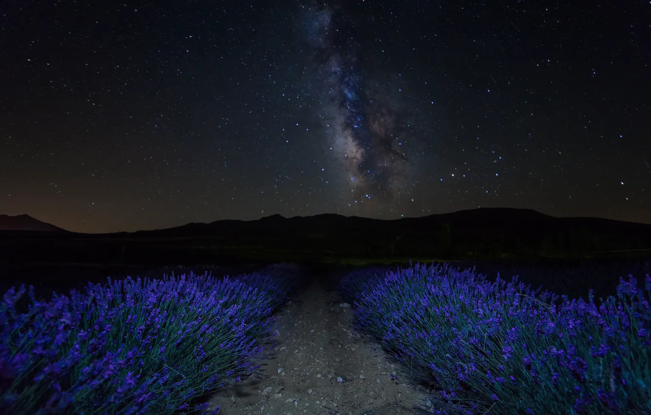 Photo wallpaper the sky, stars, flowers, mountains, night, lavender, plantation