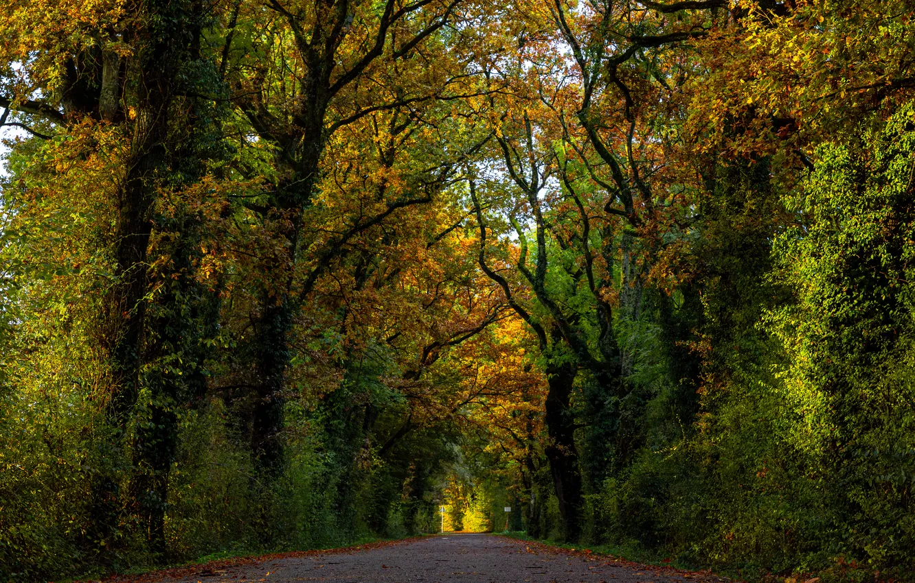 Photo wallpaper autumn, forest, trees, Park, foliage