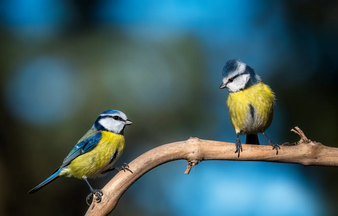 Photo wallpaper branches, bird, a couple, tit