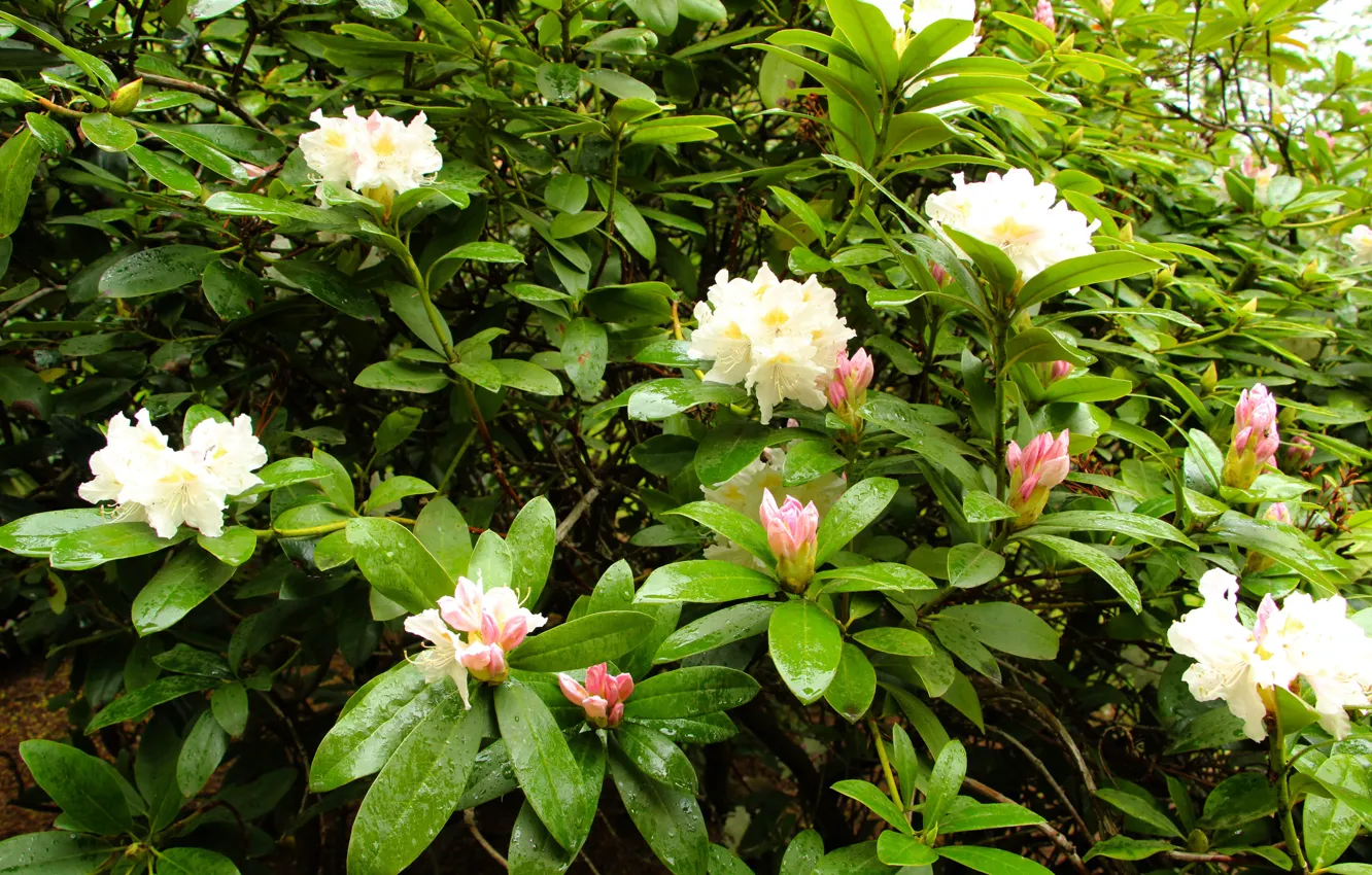 Photo wallpaper flower, leaf, bloom, Azalea, Rhododendron
