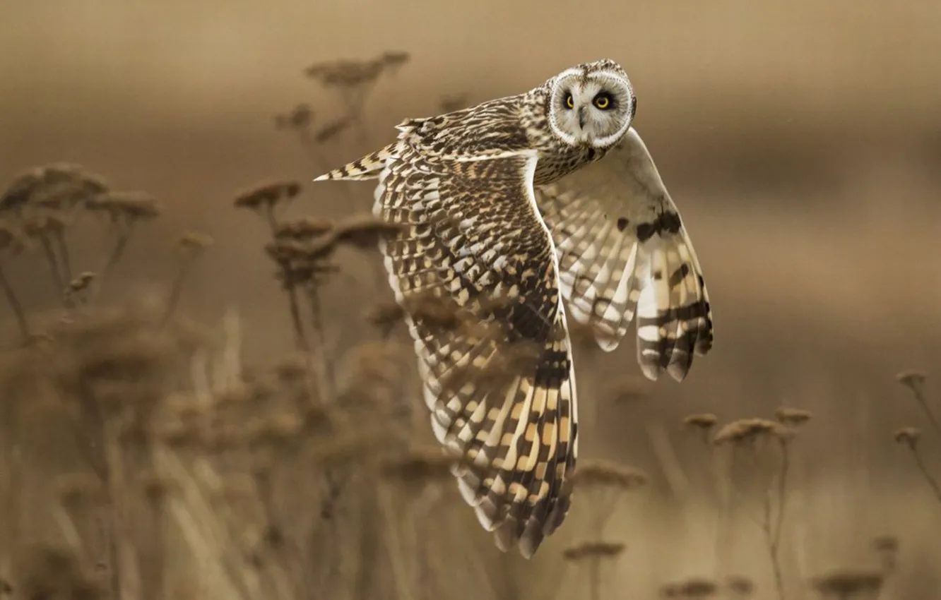 Photo wallpaper bird, flight, animal, Short-Eared Owl