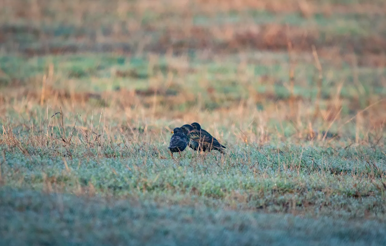 Photo wallpaper grass, bird, Starling, gathering
