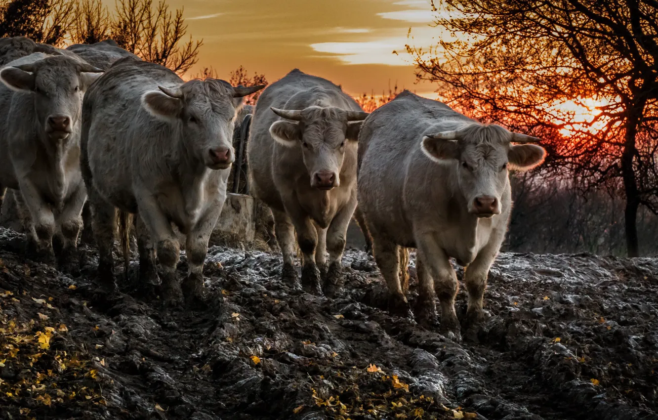 Photo wallpaper sunset, dirt, cattle