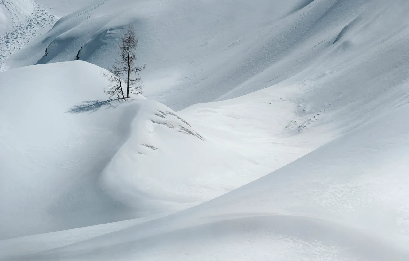 Photo wallpaper winter, snow, tree