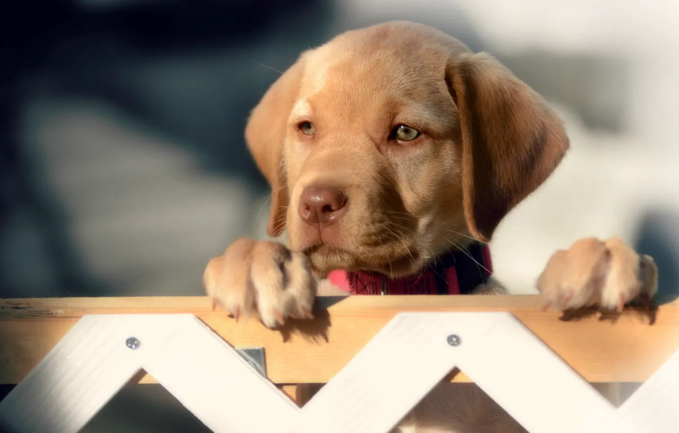 Photo wallpaper look, the fence, dog