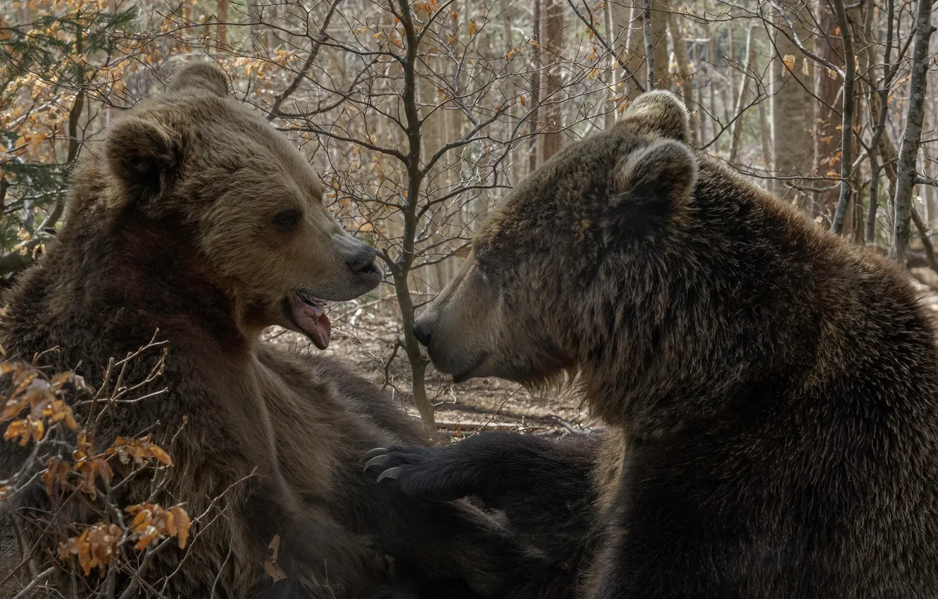 Photo wallpaper forest, bear, the conversation, Tatyana Voilokova