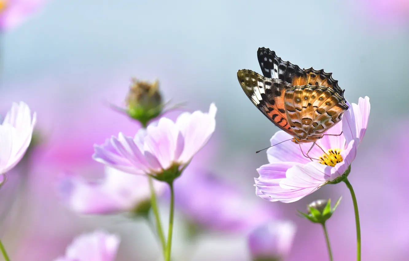 Photo wallpaper macro, flowers, nature, butterfly, kosmeya