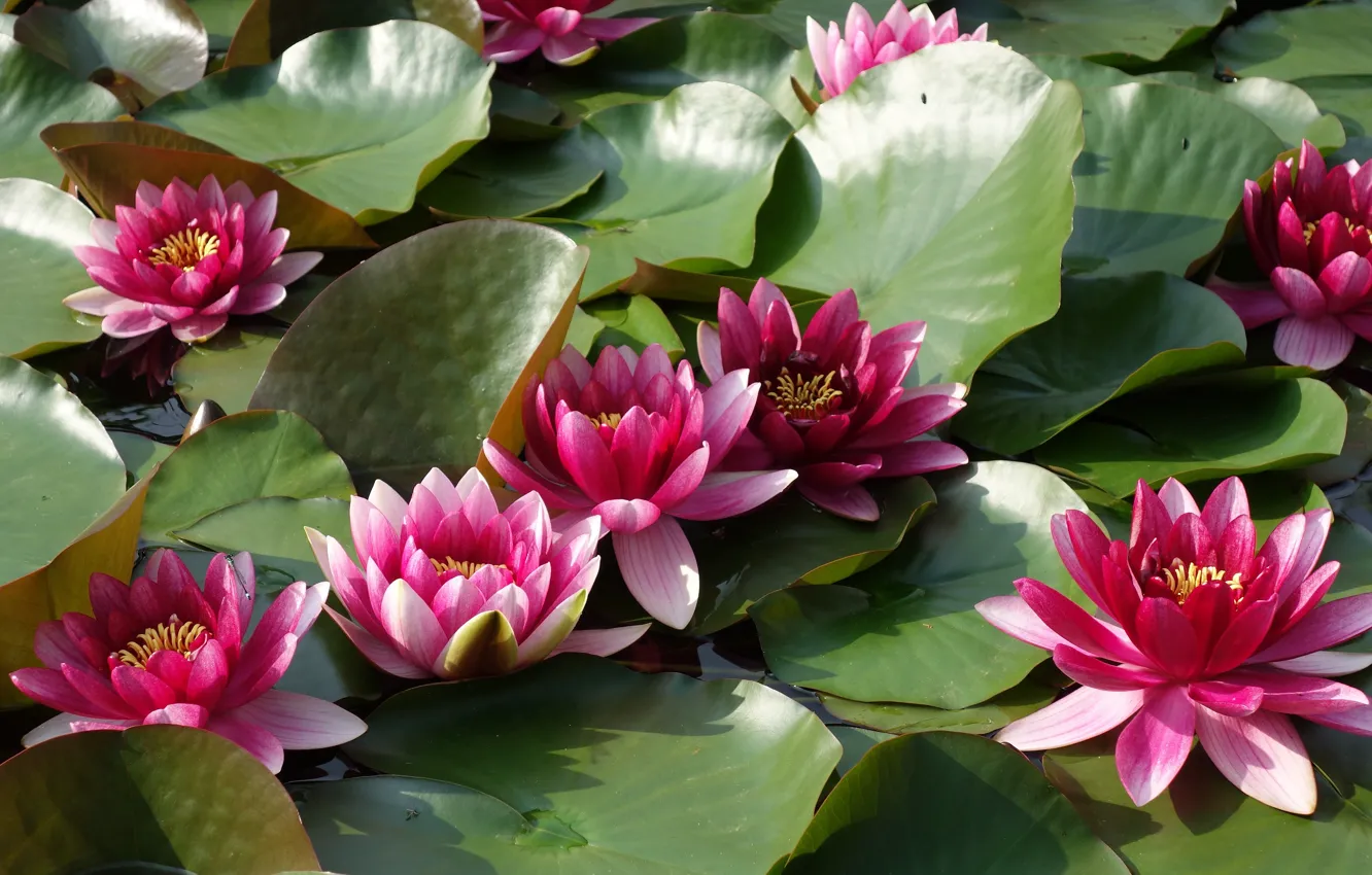 Photo wallpaper leaves, flowers, water lilies, Nymphaeum