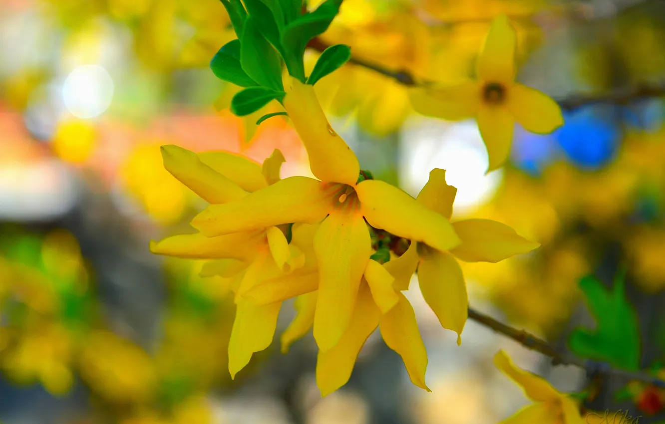 Photo wallpaper Spring, Yellow flowers, Yellow flowers
