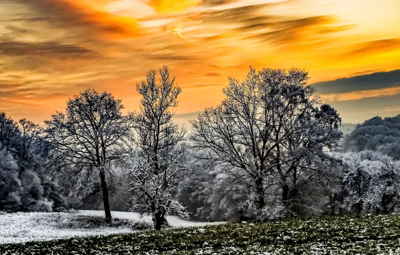Photo wallpaper winter, trees, sunset