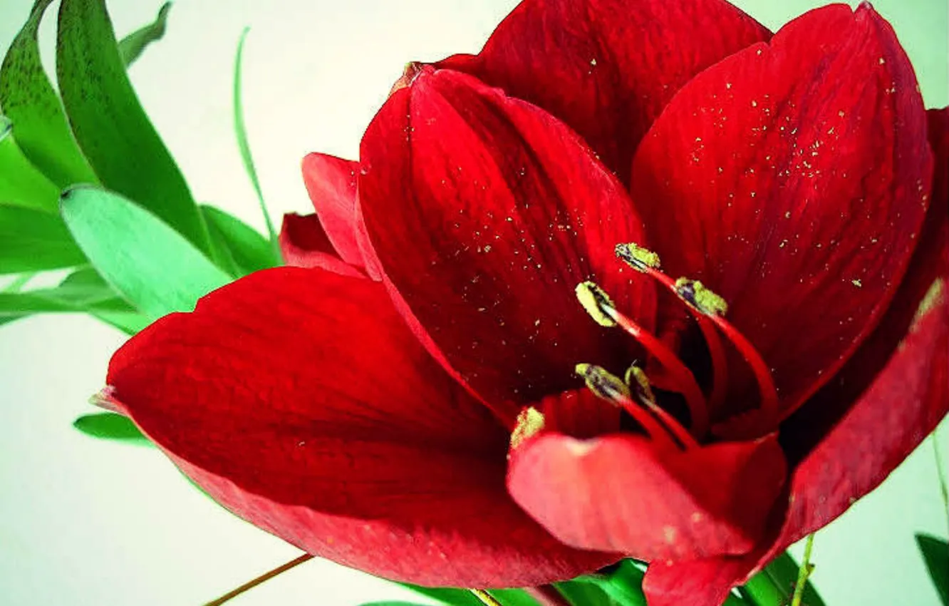 Photo wallpaper flower, red, Amaryllis