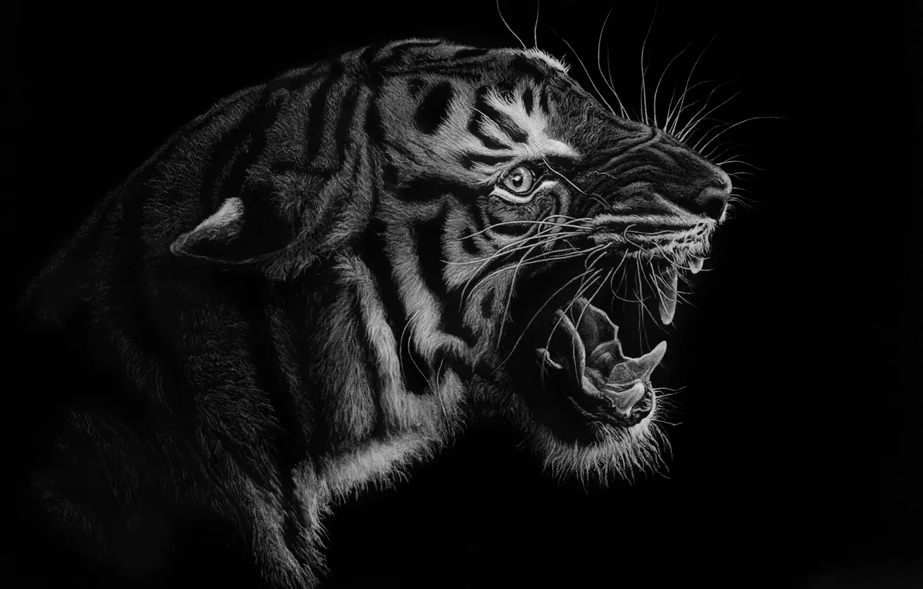 Photo wallpaper Predator, tiger, art, grin