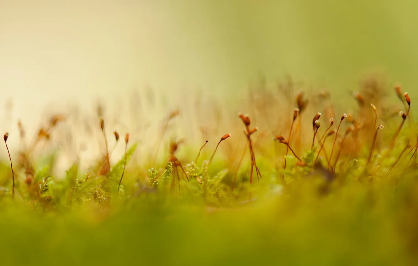 Photo wallpaper grass, macro, nature