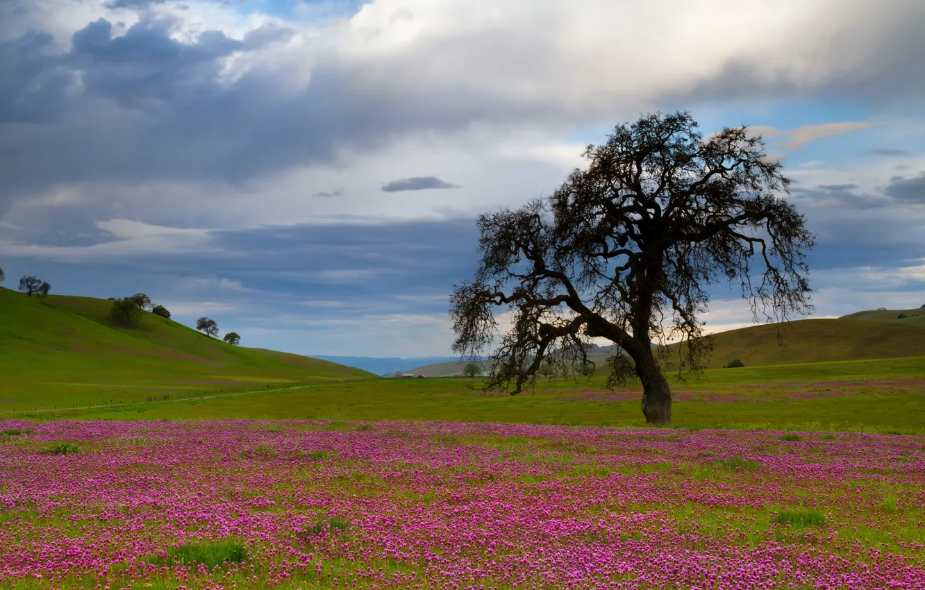 Photo wallpaper field, trees, landscape, the evening