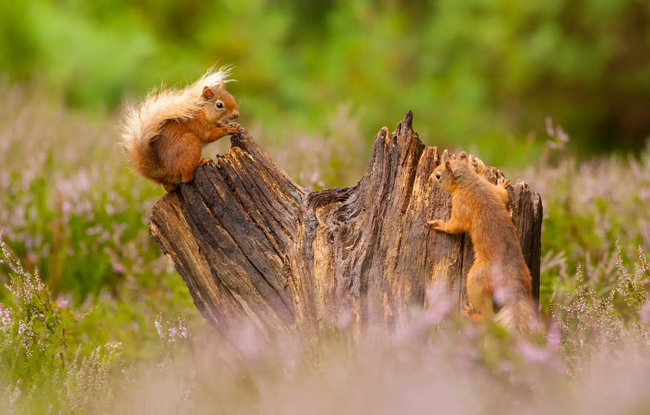 Photo wallpaper stump, red, a couple, proteins, Heather