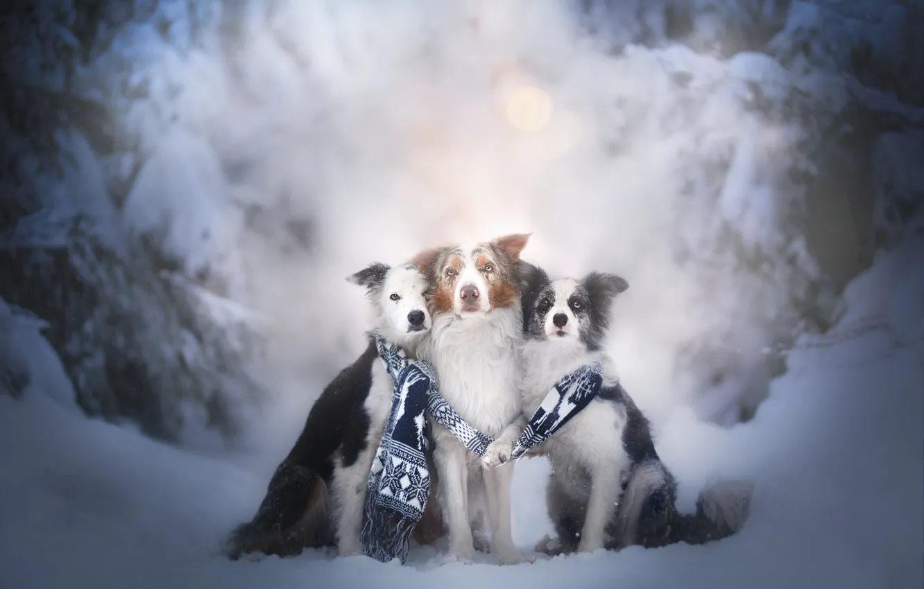 Photo wallpaper winter, dogs, snow, scarf, trio, friends, Trinity, The border collie