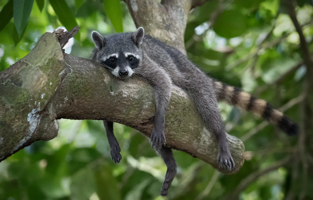 Photo wallpaper relax, raccoon, snag